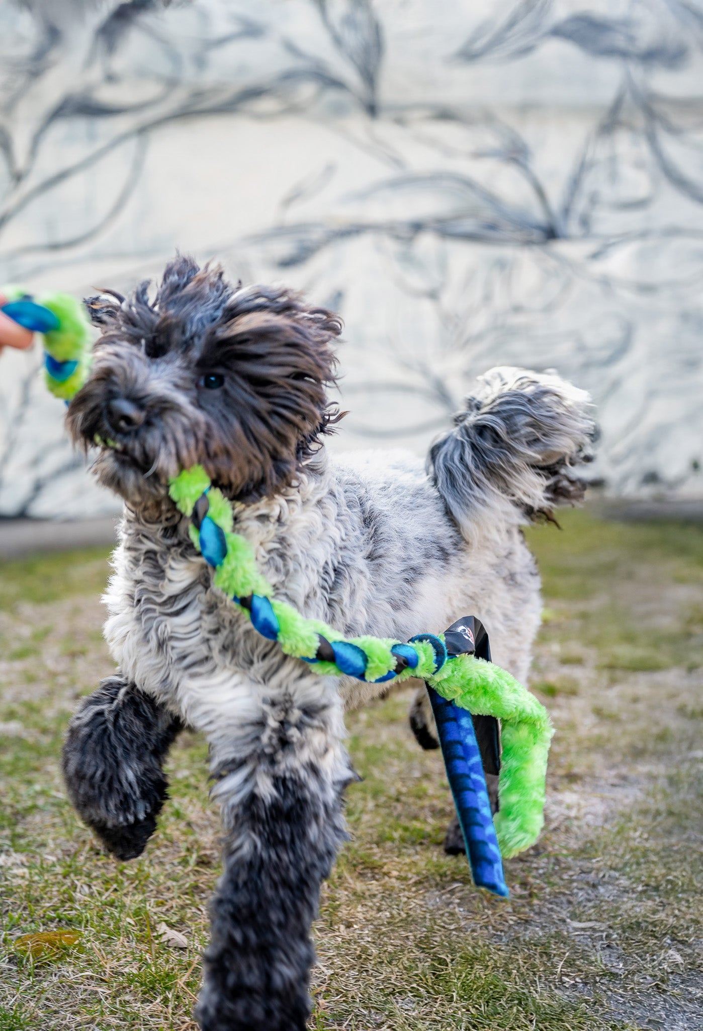 Chase & Tug Toy