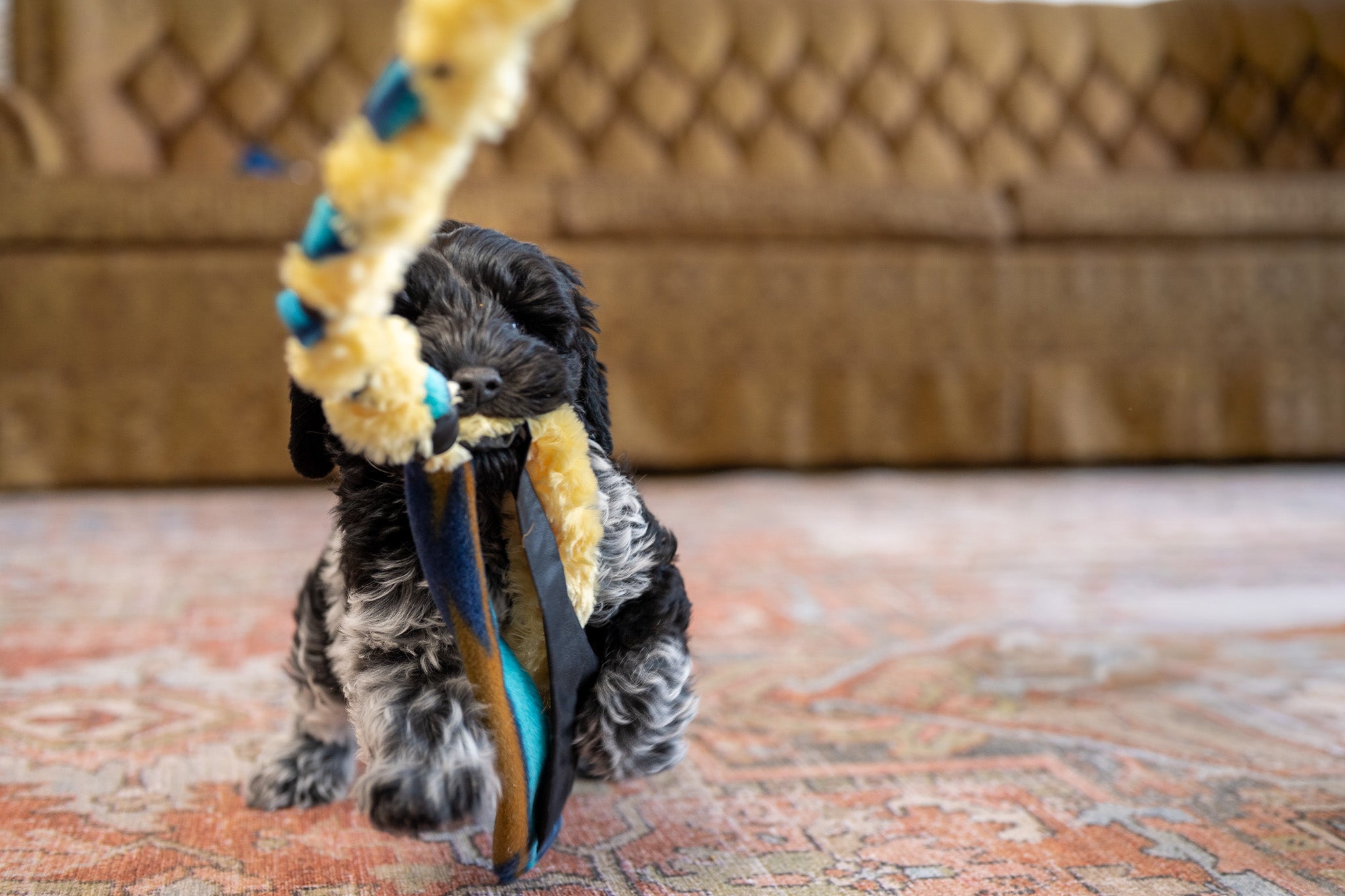 Chase & Tug Toy